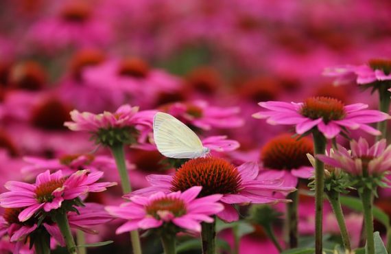 ORACIÓN Y PERDÓN … EN ALAS AL CIELO