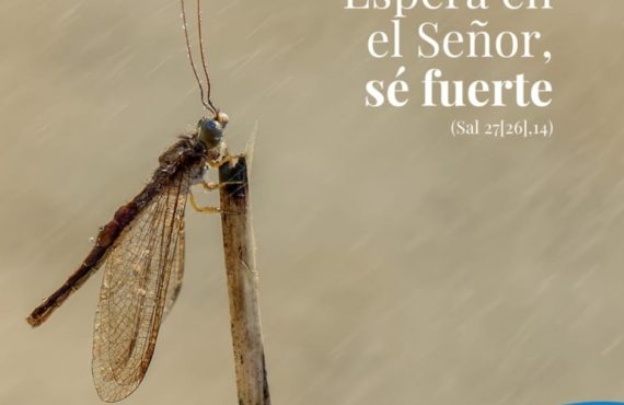 Pasapalabra | ESPERA EN EL SEÑOR, SÉ FUERTE (Sal 27[26],14).