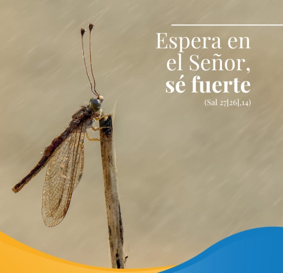 Pasapalabra | ESPERA EN EL SEÑOR, SÉ FUERTE (Sal 27[26],14).