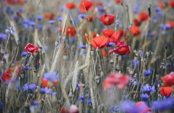 “Sabernos Perdonar” Fray Pedro Sanchez Acosta